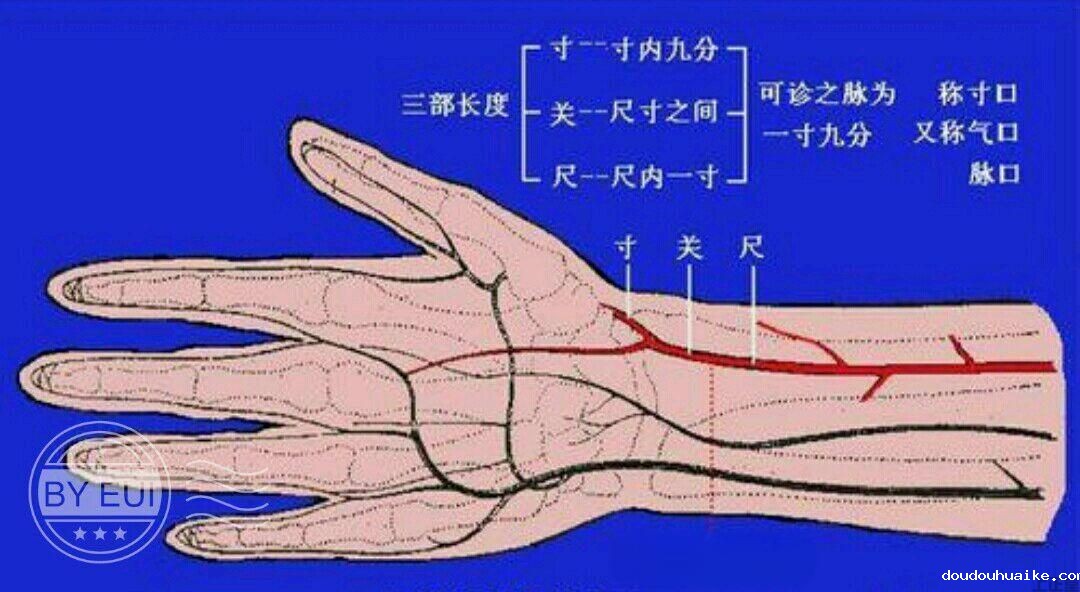 脉诊五